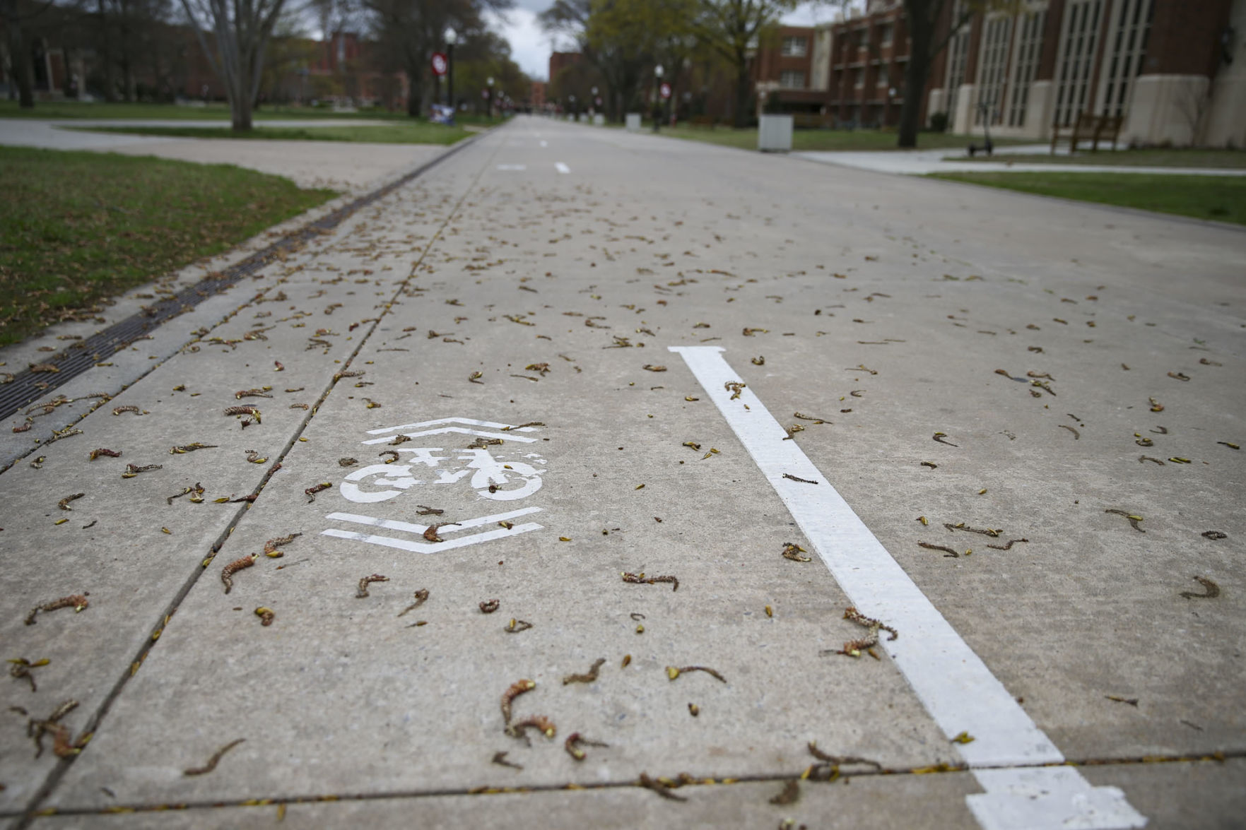 Empty bike lane